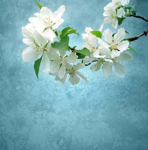 Каталог Фотообои вишневая ветка:  | Wall-Style