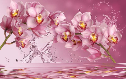 Орхидеи в воде