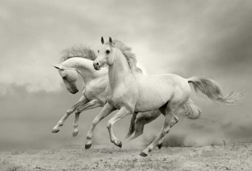 Каталог Фотообои белые лошади:  | Wall-Style
