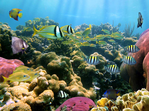 Каталог Картина мир под водой: Море | Wall-Style