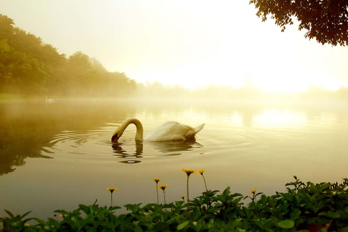 Каталог Фотообои лебедь в тумане:  | Wall-Style