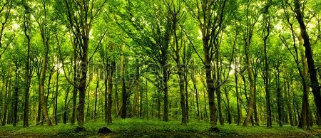 Каталог Фотообои лес:  | Wall-Style