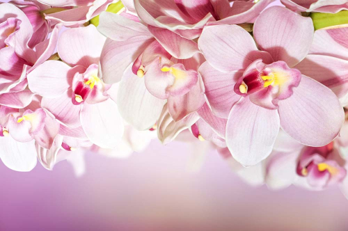 Каталог Фотообои орхидеи:  | Wall-Style