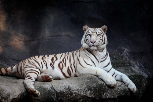 Каталог Картина тигр в пещере: Животные | Wall-Style