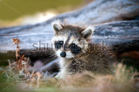 Каталог Фотообои енот:  | Wall-Style