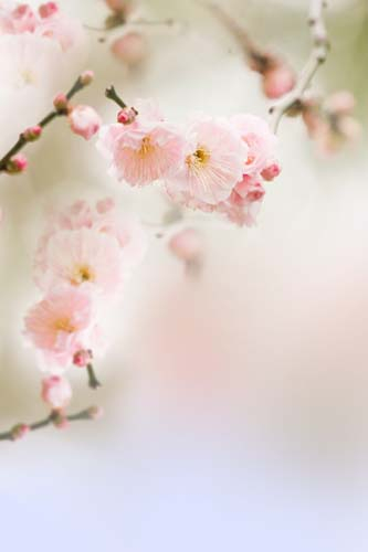 Каталог Фотообои розовые цветы вишни:  | Wall-Style