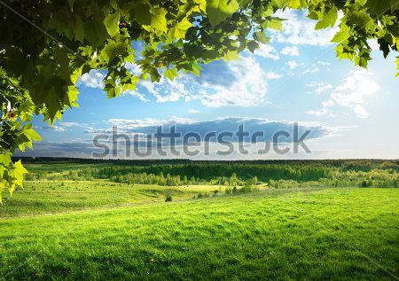 Каталог Фотообои поле:  | Wall-Style