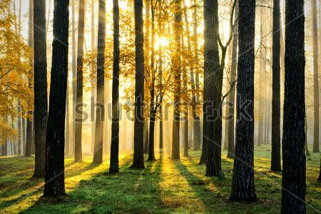 Каталог Картина лес: Природа | Wall-Style