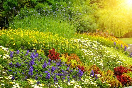 Каталог Фотообои цветы:  | Wall-Style