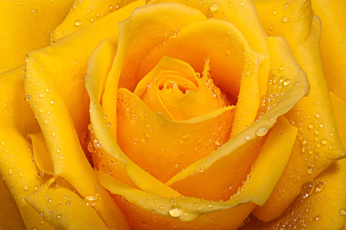Каталог Картина желтая роза с капельками воды: Цветы и растения | Wall-Style